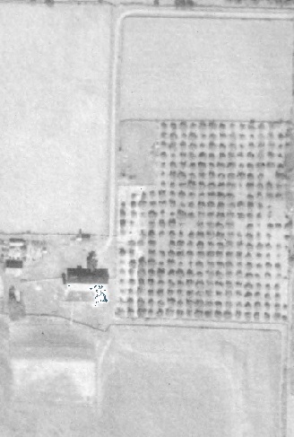 Aerial photograph of the orchard from 1932 showing a near-perfect planting grid