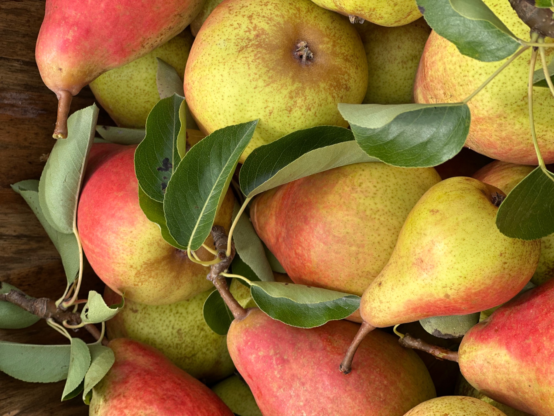 A close-up of freshly harvested pears with leaves