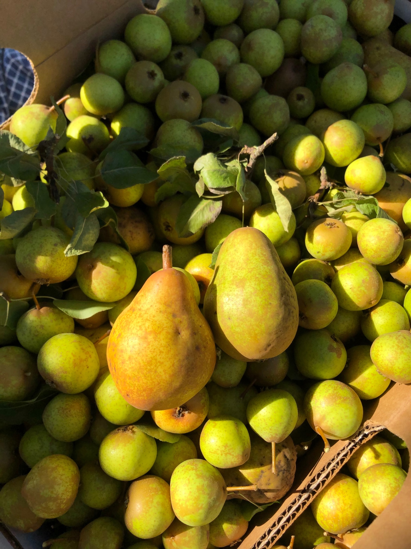 A box brimming with freshly picked pears