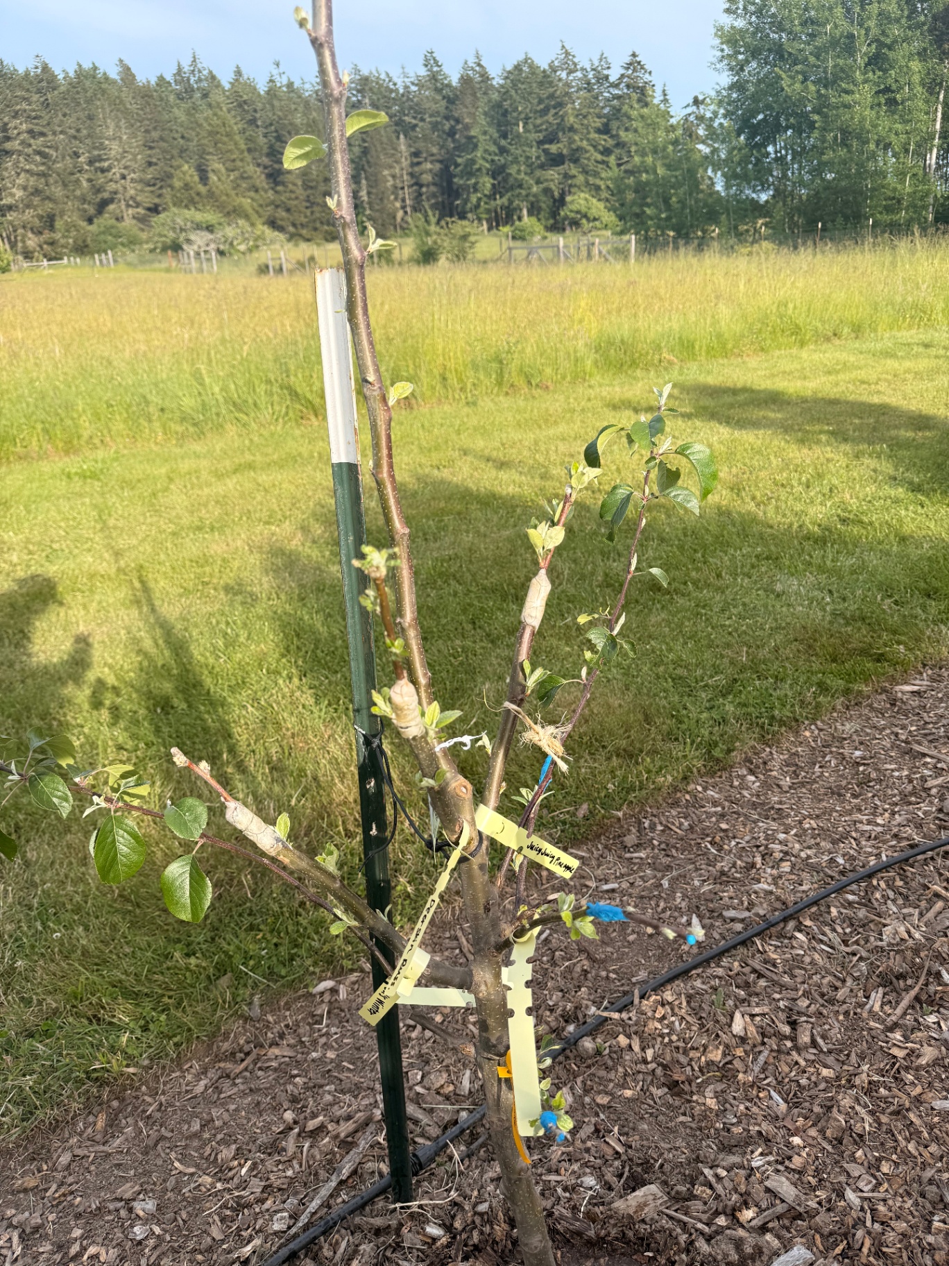 A freshly grafted apple sapling with labels