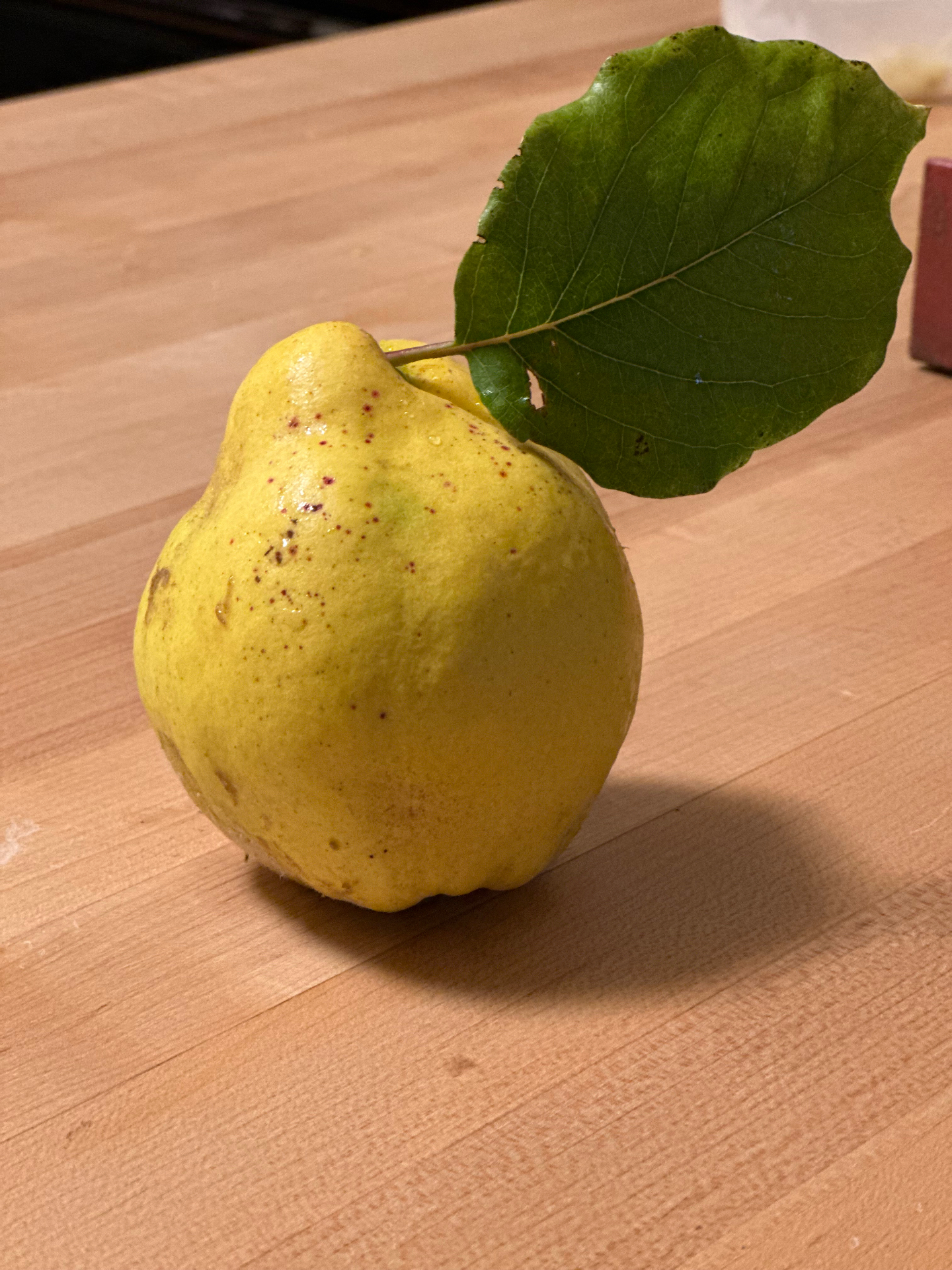 A single ripe quince with leaf on the kitchen counter