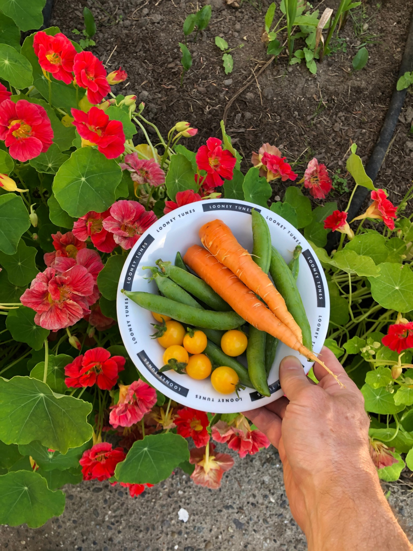 A bowl of snap peas, carrots, and yellow cherry tomatoes by nasturtiums