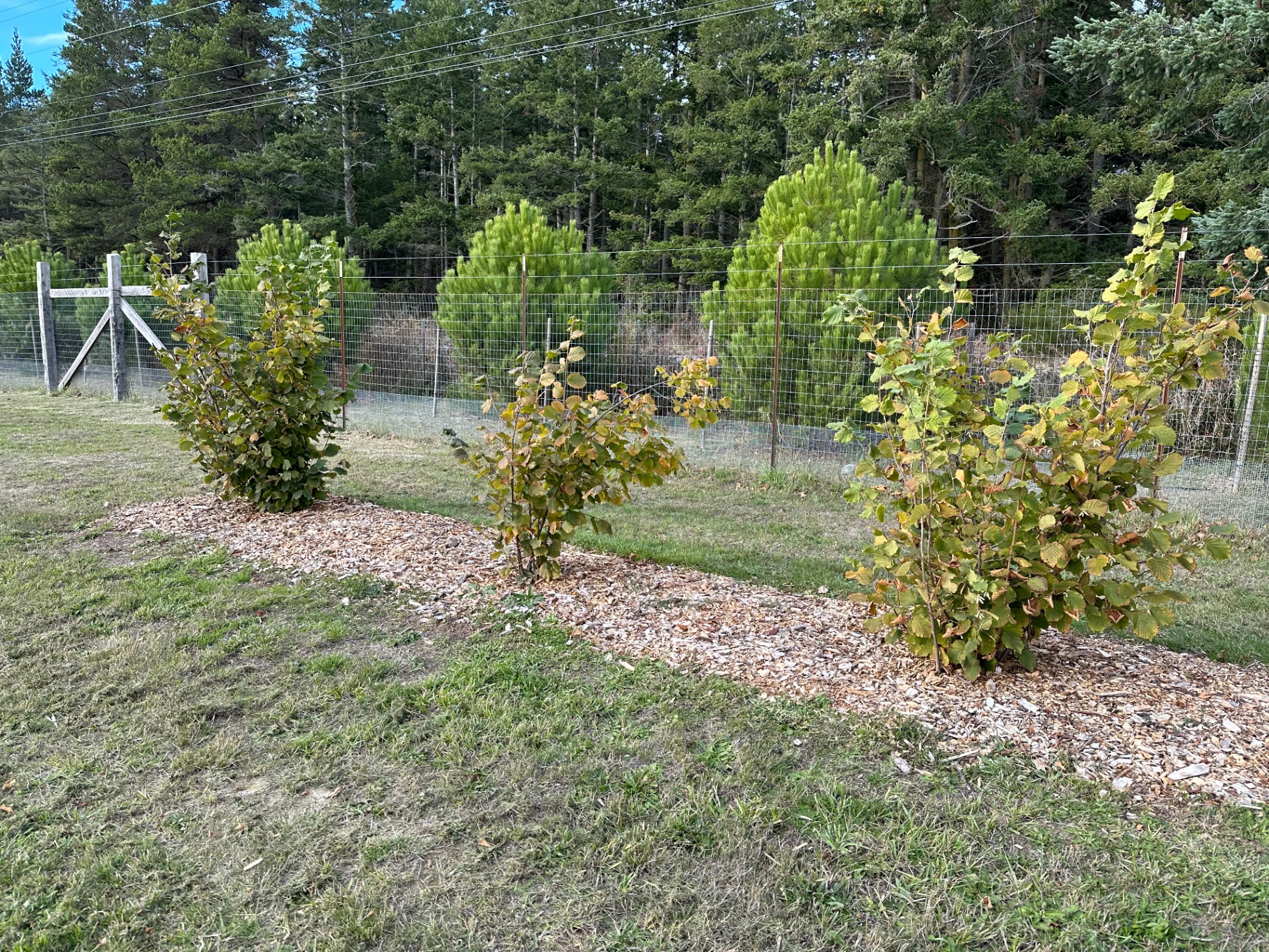 Three young hazelnut trees in a row along the orchard fence