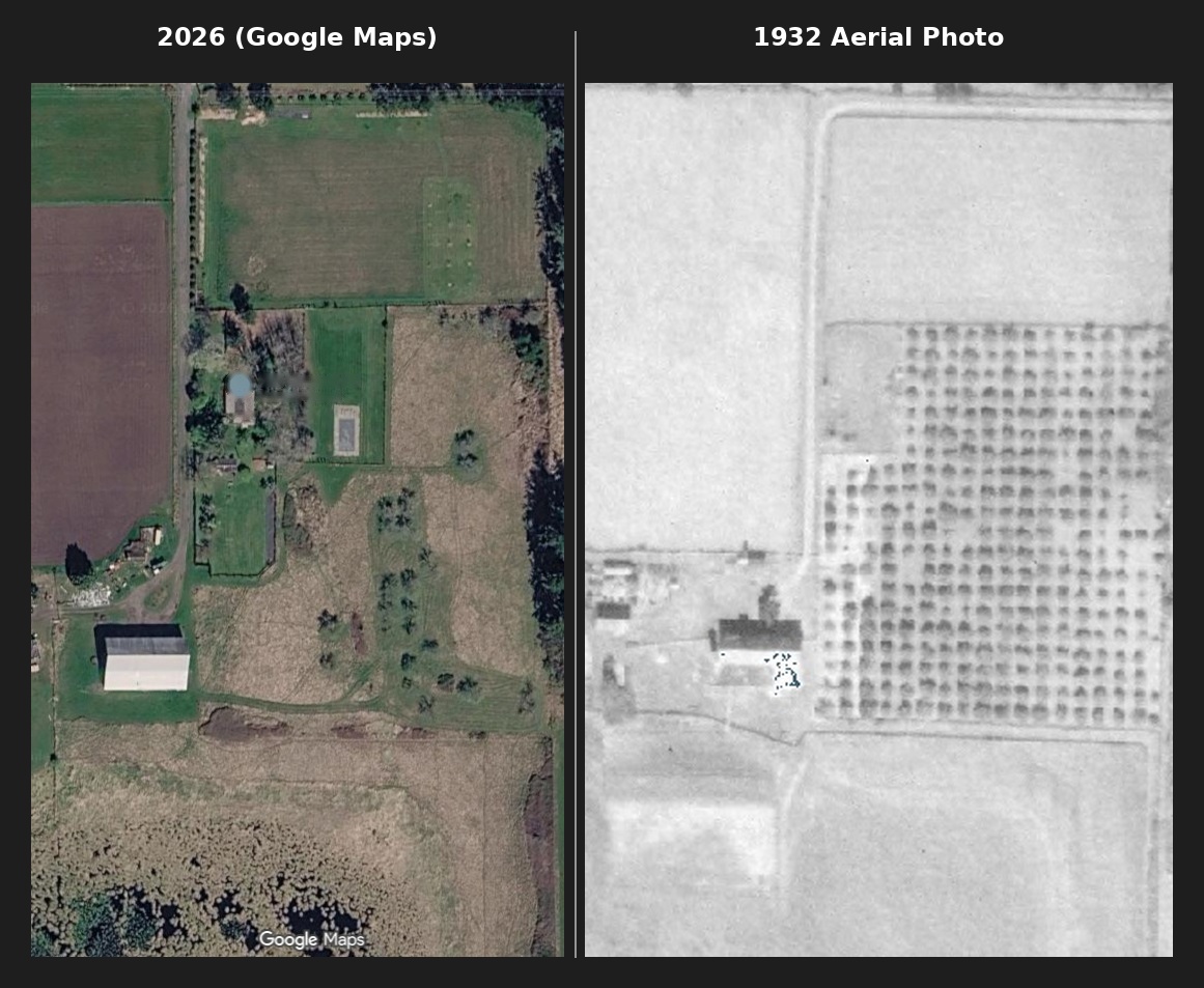 Side-by-side comparison of the orchard: a 2026 Google Maps satellite view on the left and the 1932 aerial photograph on the right