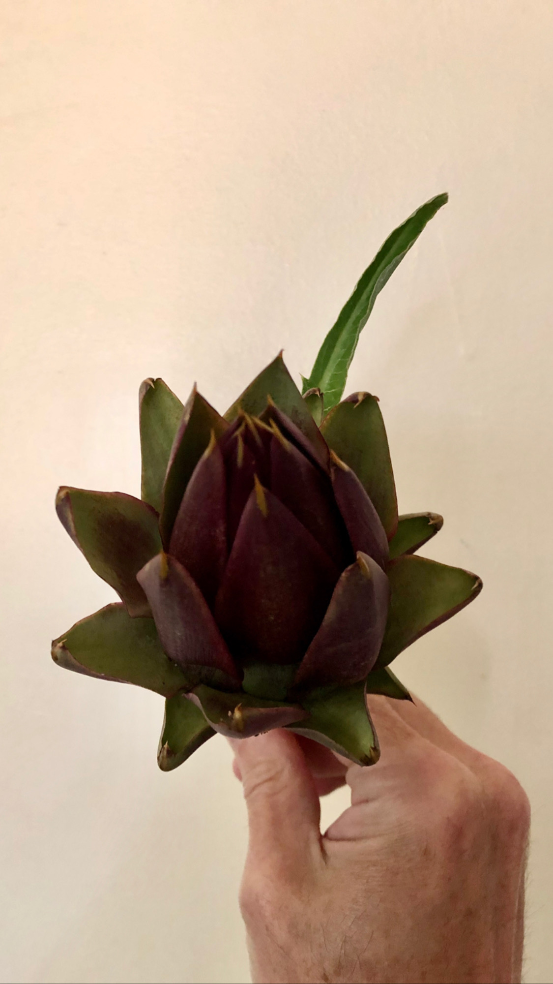 A purple artichoke held up close