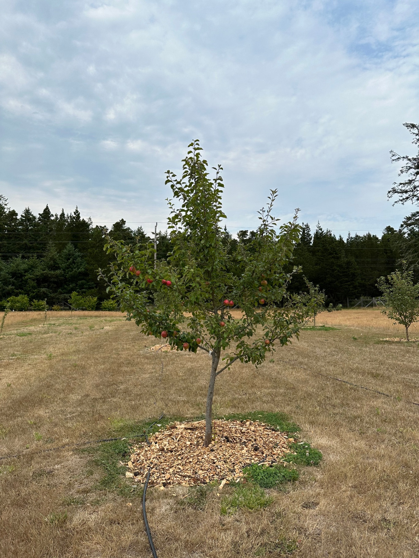 Young apple tree heavy with red fruit