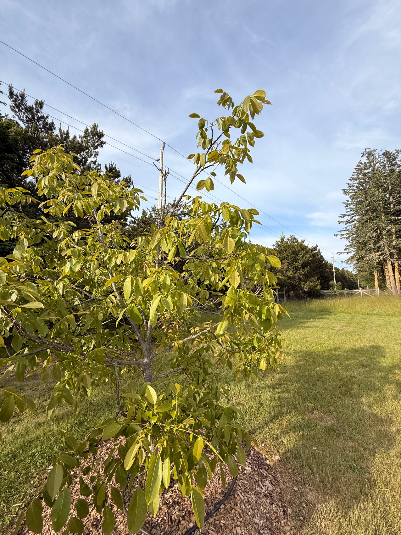 A walnut tree along the row