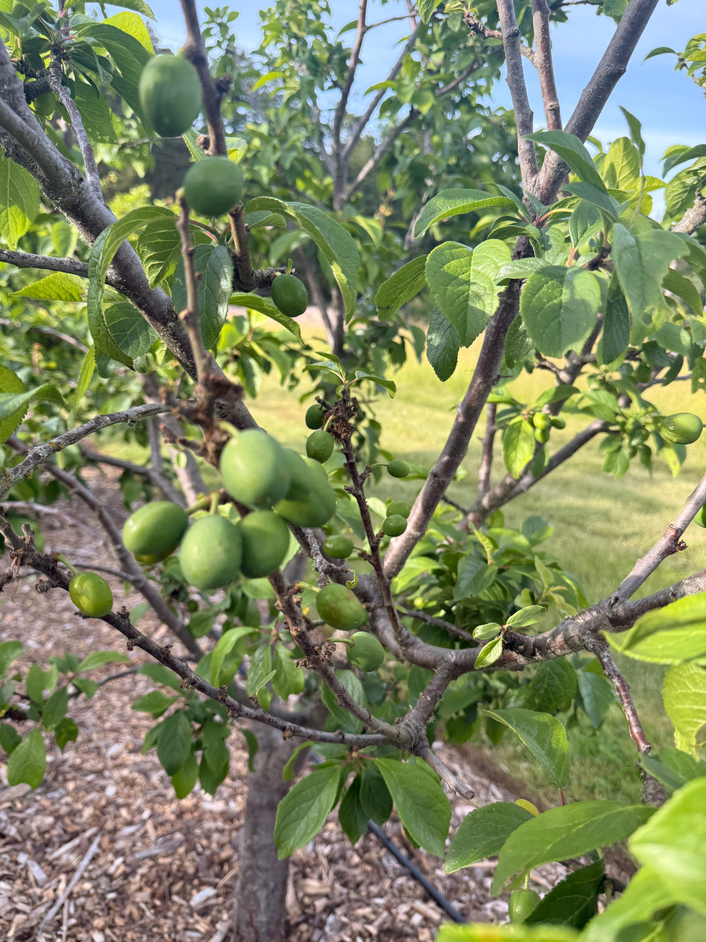 Green plums ripening on the branch
