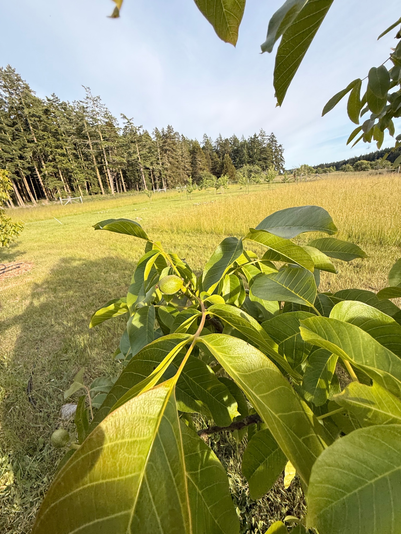 Young walnut tree with a green walnut forming among the leaves