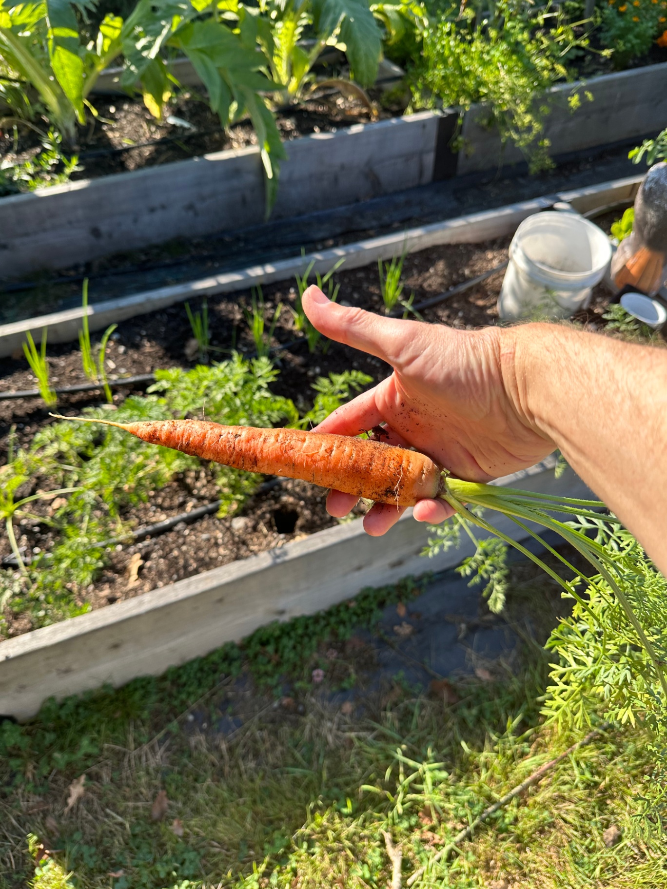 A freshly pulled carrot with greens