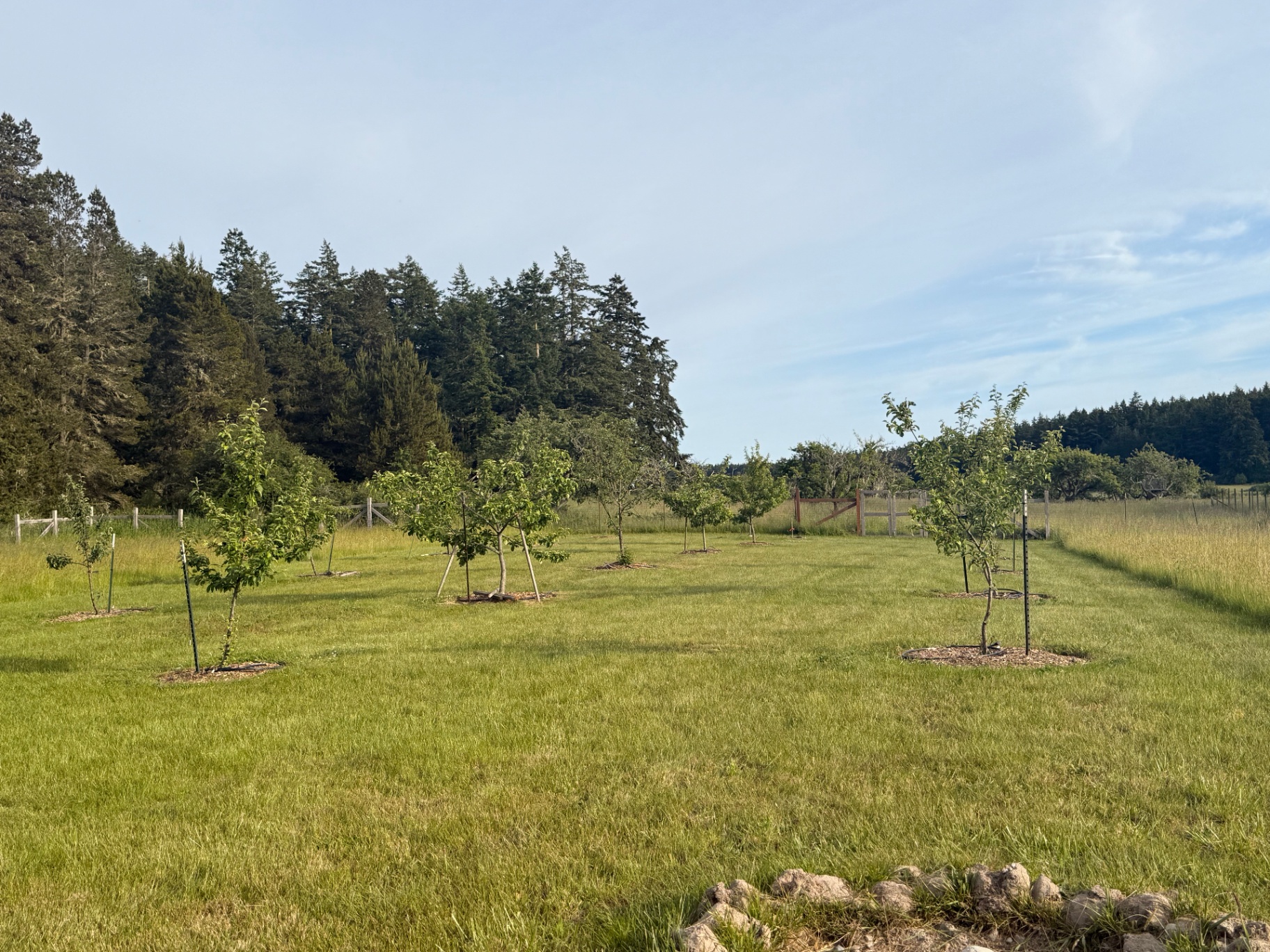 Wide view of the young orchard in summer