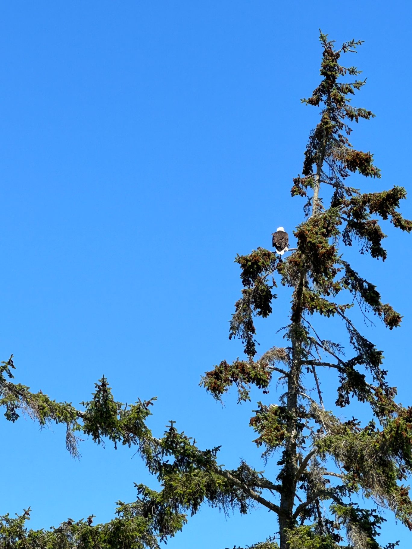 A bald eagle perched at the top of a spruce tree