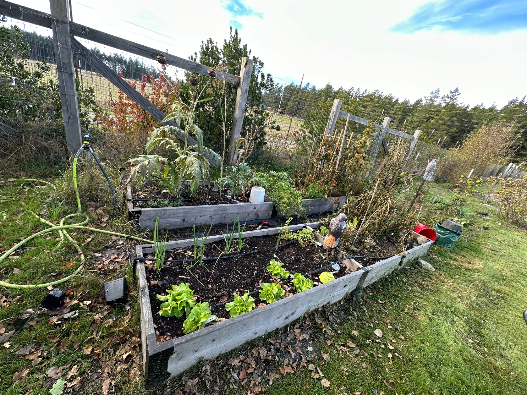 Raised garden beds with lettuce, onions, and artichokes