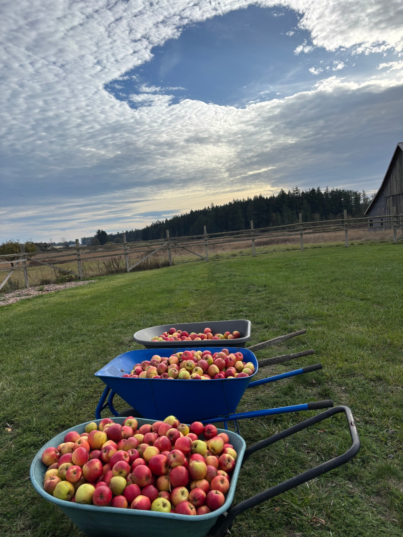Three wheelbarrows full of apples after harvest