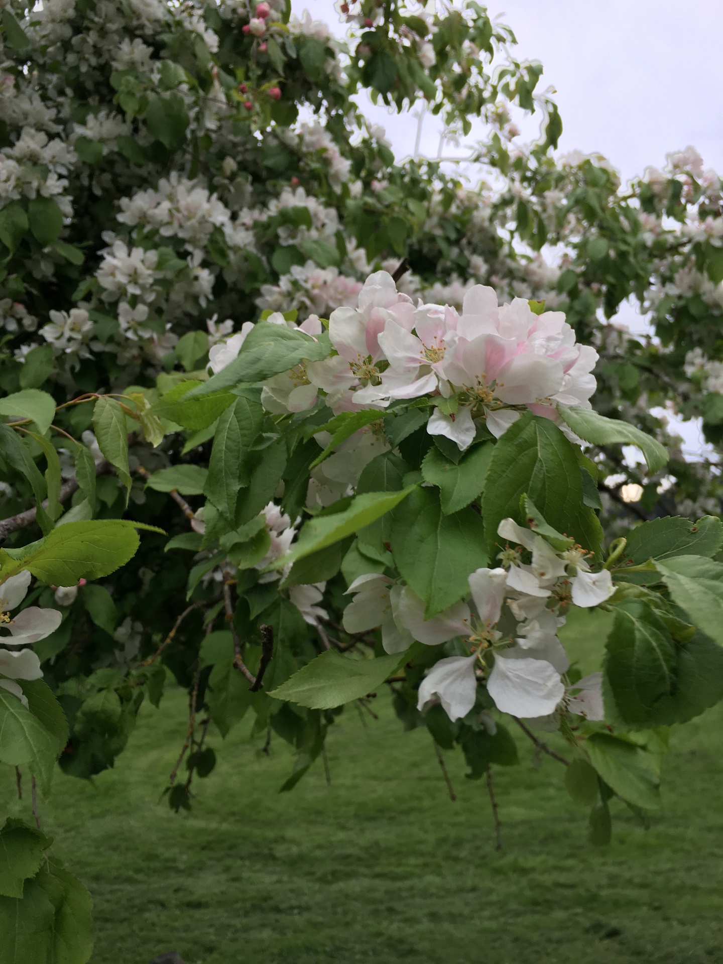 Apple blossom in spring
