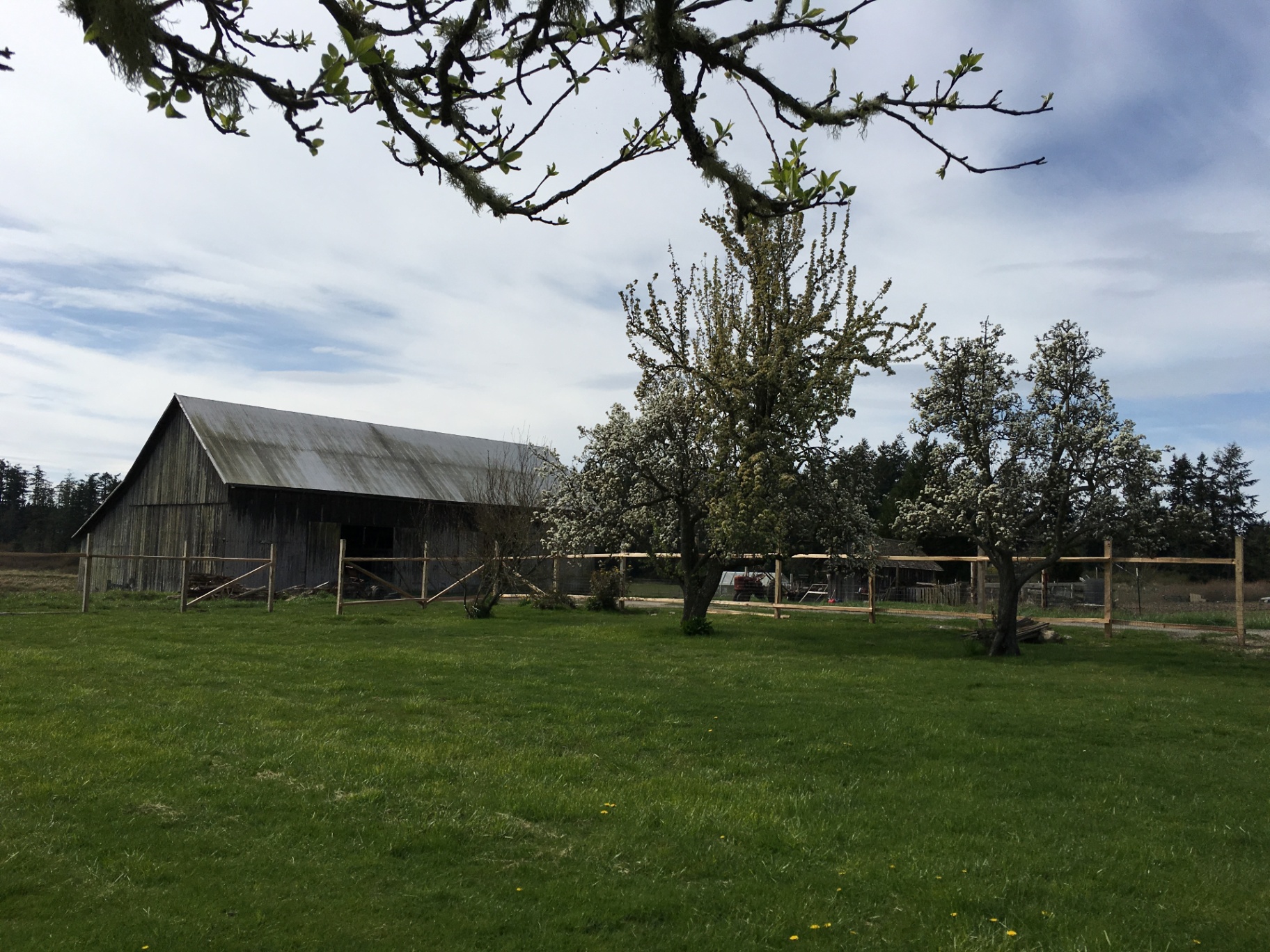 Barn and pear trees in spring blossom