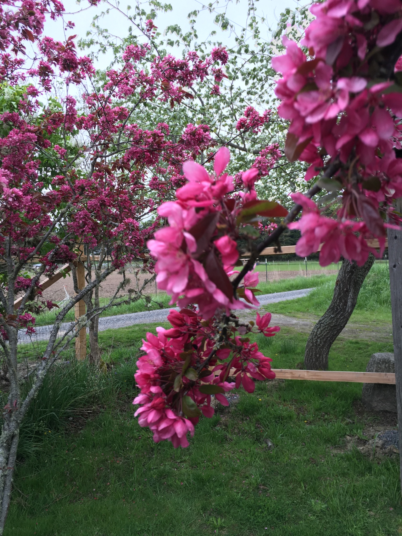 Crabapple in pink bloom