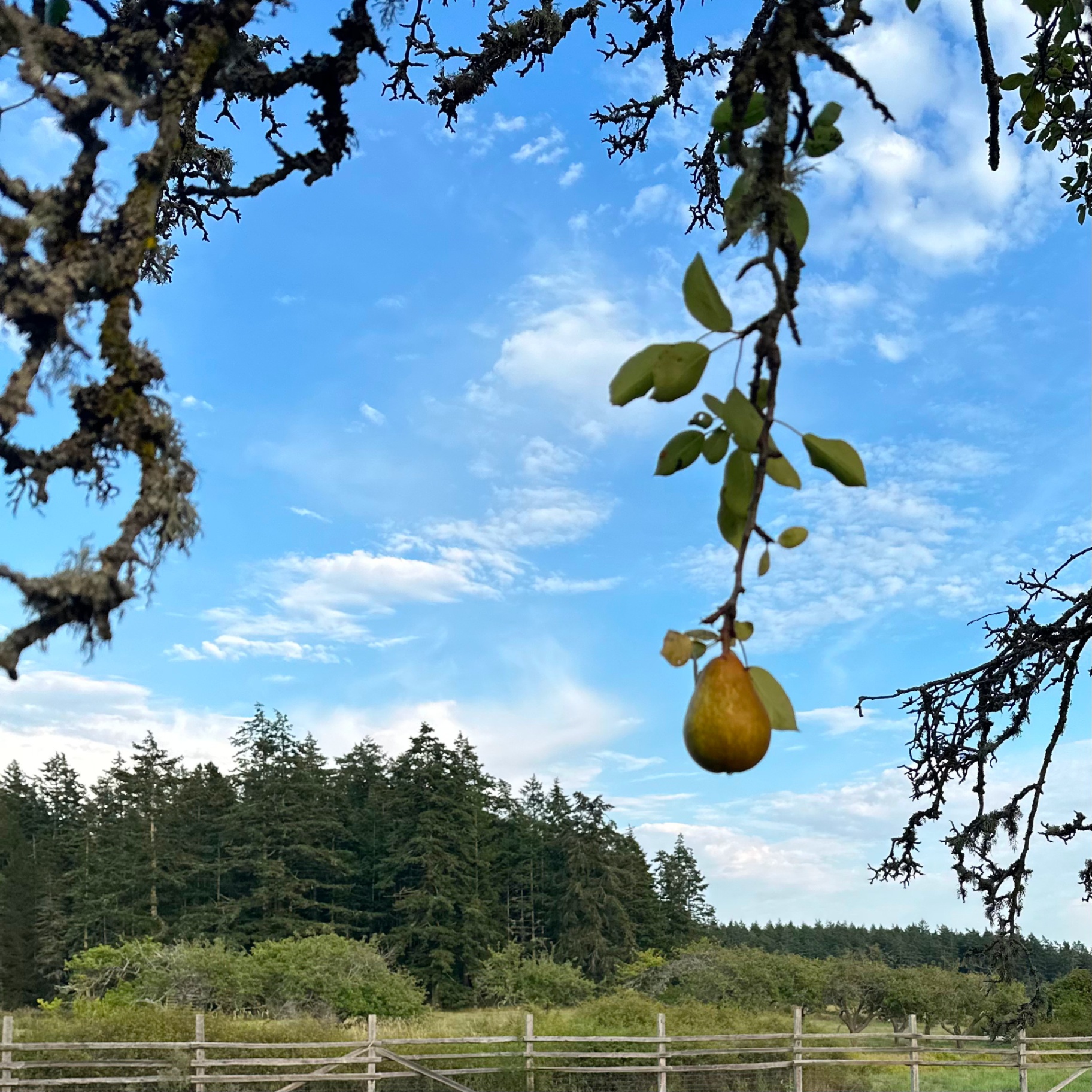 A pear hanging from the branch