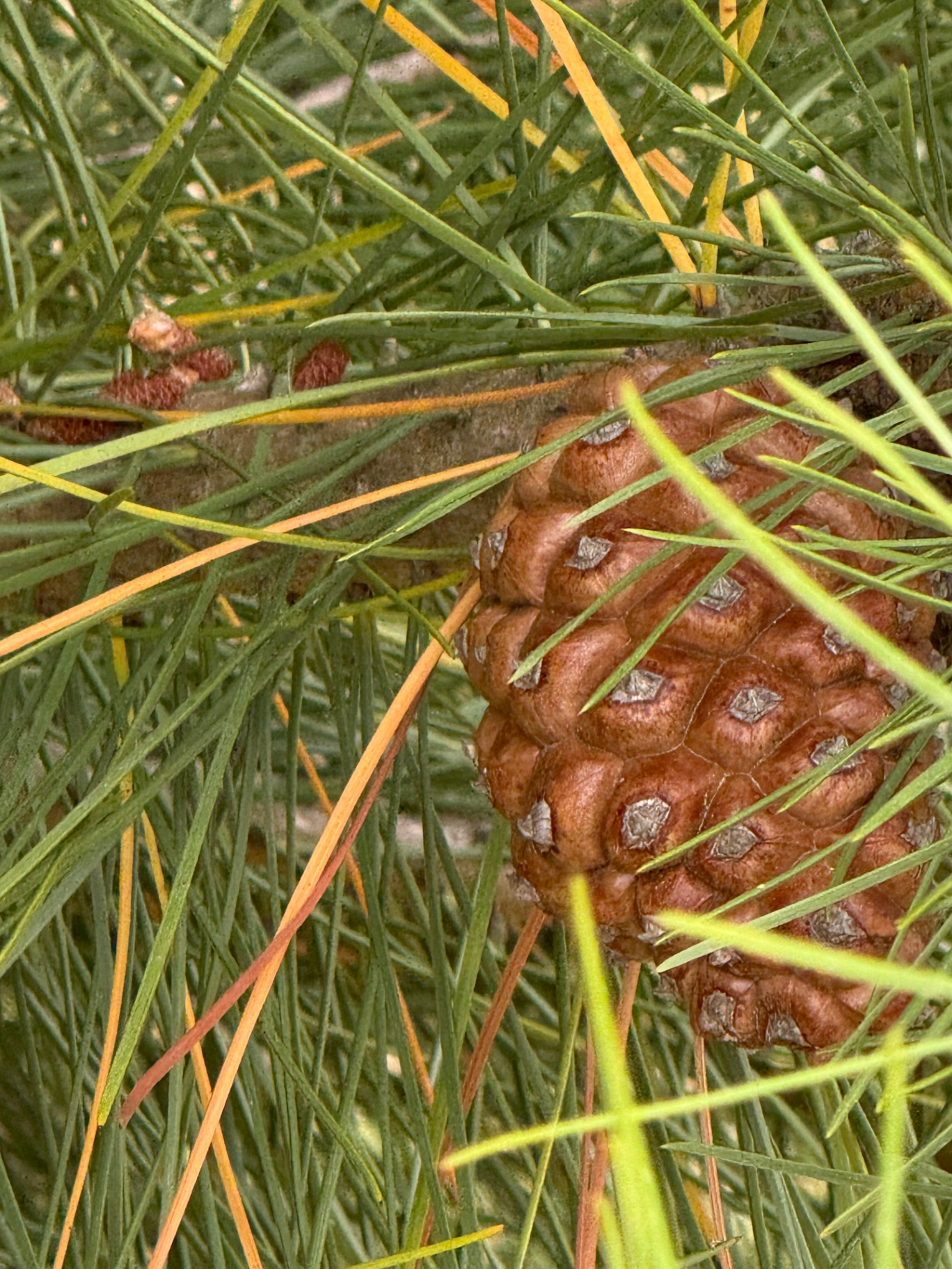 Stone pine cone on the forest floor
