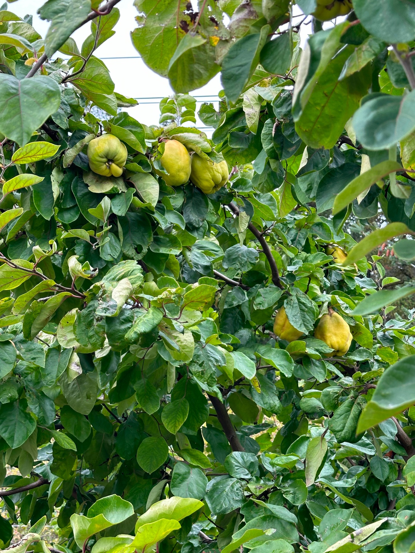 Quince ripening on the tree