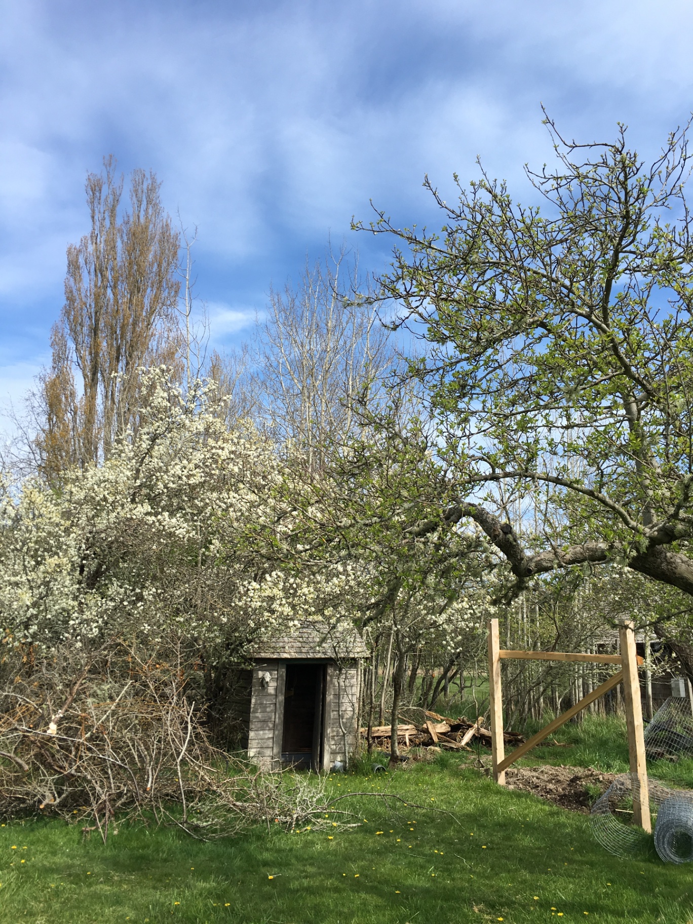 The shed in spring blossom